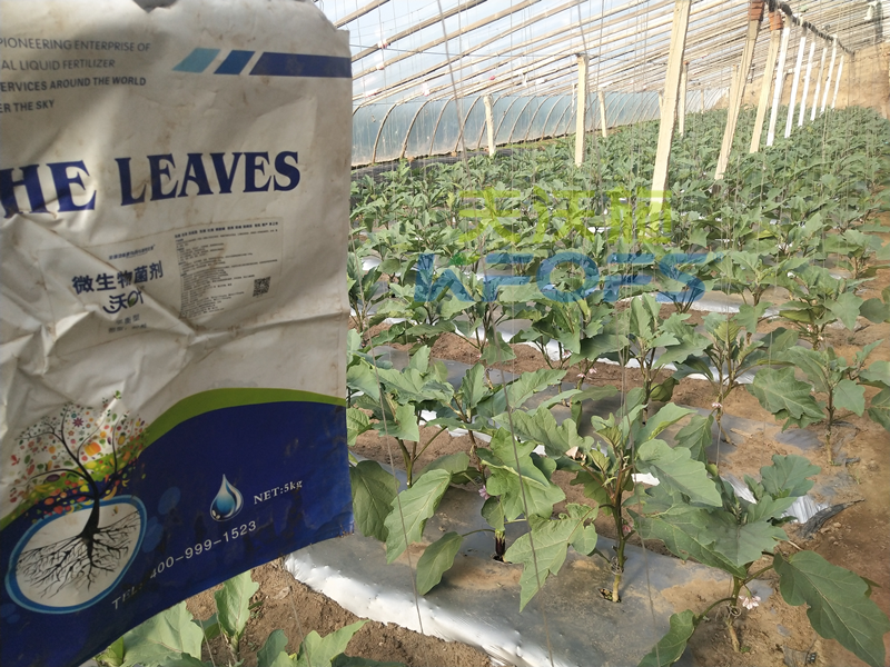 土壤板結(jié)用什么肥料好？基地老板推薦沃葉！