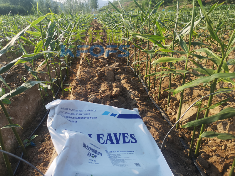 土壤板結用什么肥料好-沃葉菌劑大姜.png