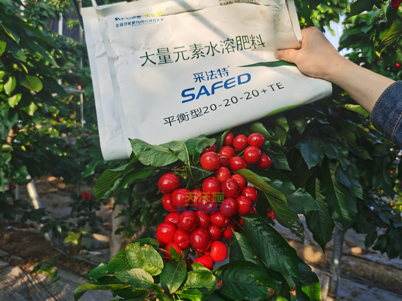 果樹施肥，李總只推薦采法特！