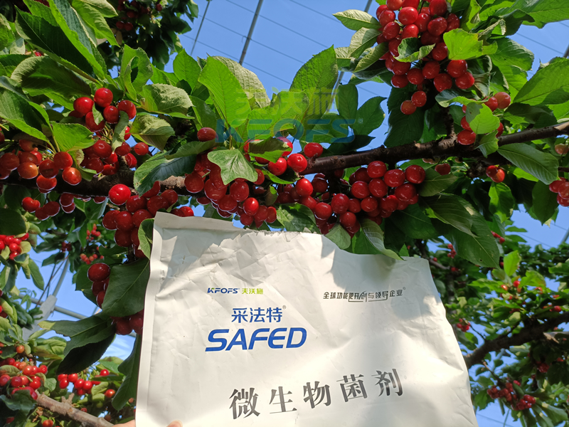 櫻桃采摘后施什么肥料好？王總案例！