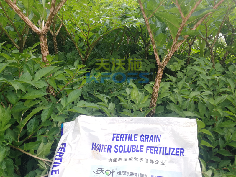 顆粒水溶肥，為何杜總只認可這款！