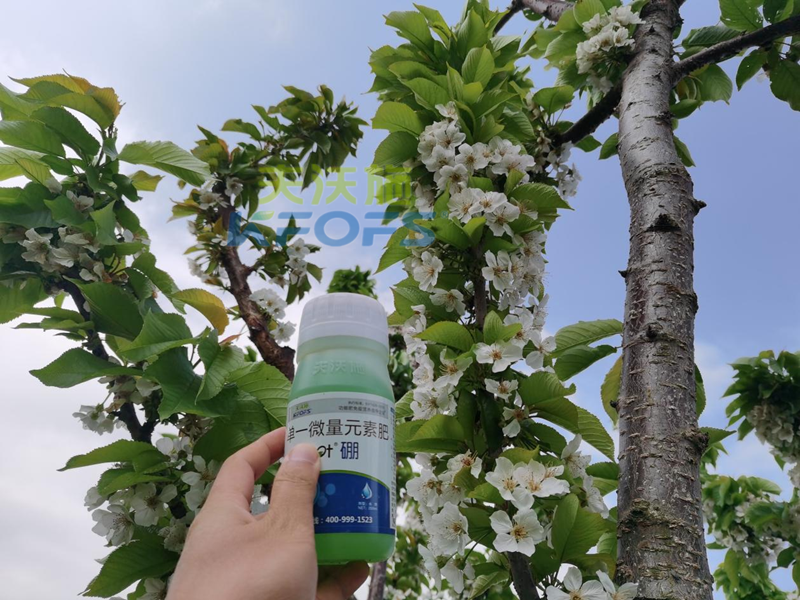 保花保果葉面肥-沃葉硼肥.png