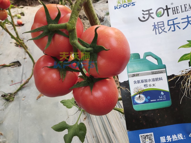 夫沃施水溶肥怎么樣？馮總告訴你答案