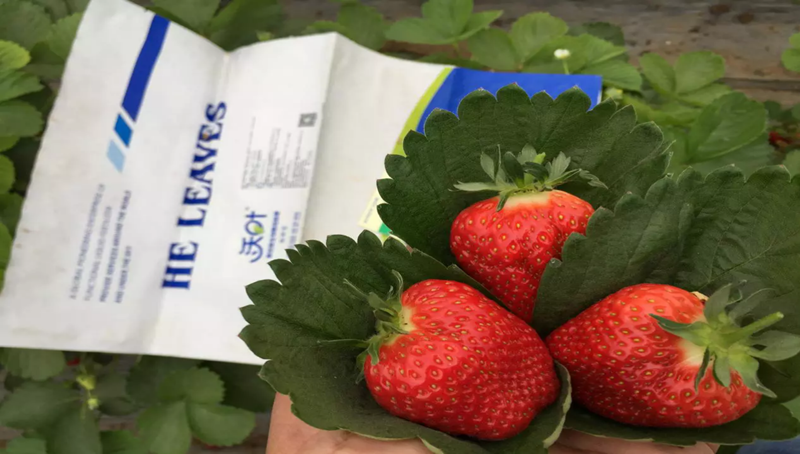 草莓怎么栽培？用什么水溶肥好？