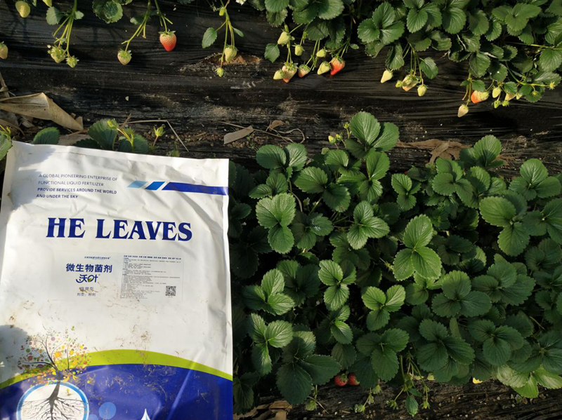 種草莓用什么肥料好？多年種植戶告訴你