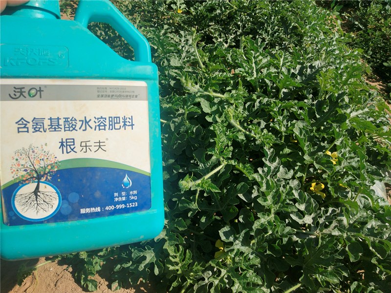 生根劑-西瓜用沃葉根樂(lè)夫生根劑效果1.jpg