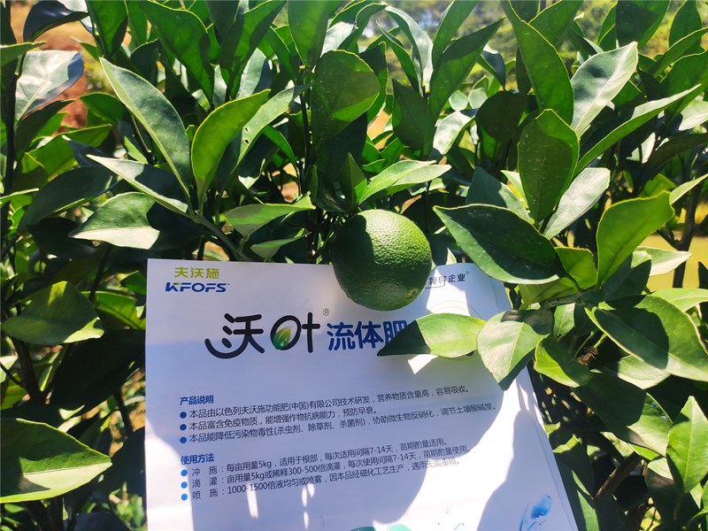 沖施肥-柑橘?zèng)_施沃葉流體肥效果1.jpg