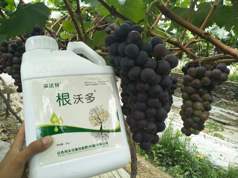 生根劑哪個好？養(yǎng)根護根很關(guān)鍵！