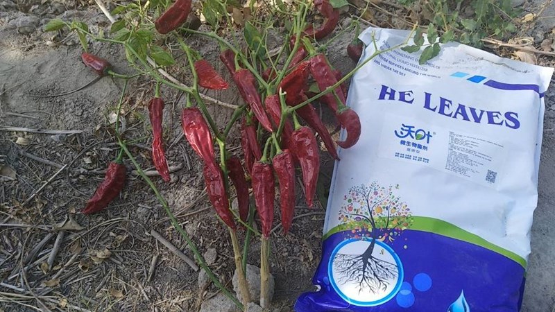 水溶肥那么多？為什么沃葉能養(yǎng)護(hù)作物根系