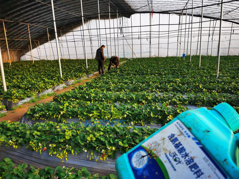 沖施肥早春怎么選？你知道嗎？