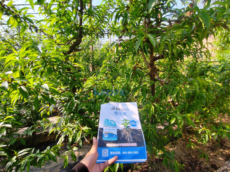 水溶肥怎么選？張總來(lái)給你支招