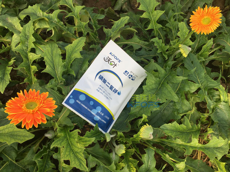 磷酸二氫鉀怎么用效果好？