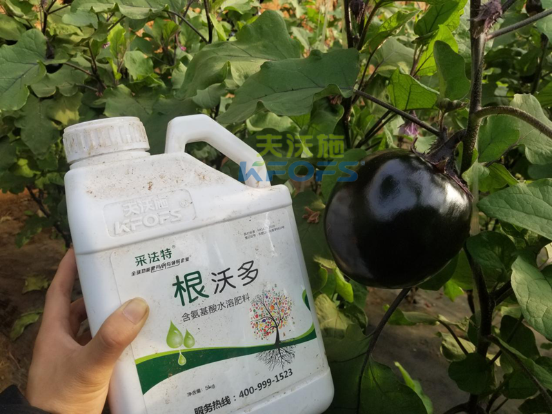 茄子對(duì)肥料有哪些要求