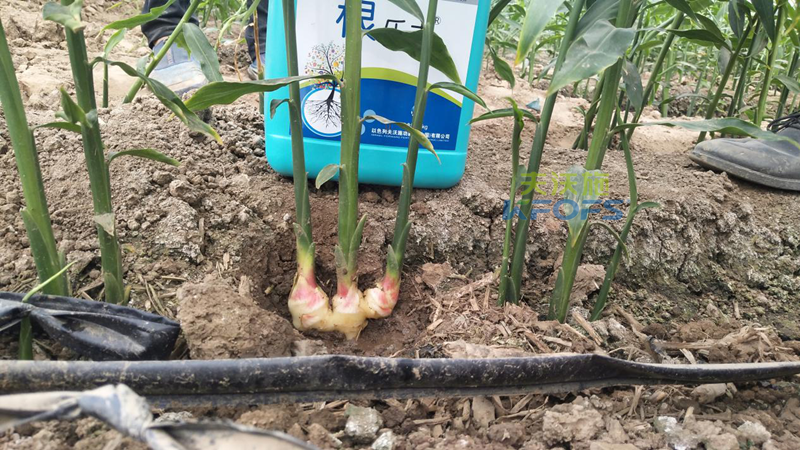 什么品牌的生根劑生根效果好？