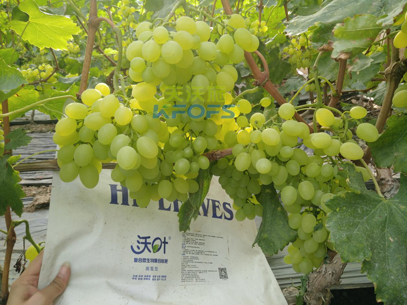 哪種菌肥對土壤幫助大？