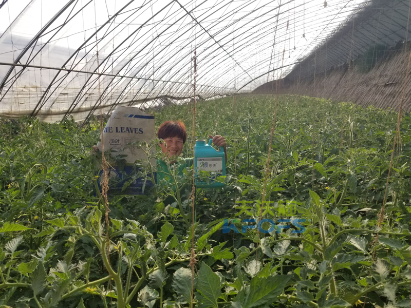 西紅柿使用菌肥好嗎？