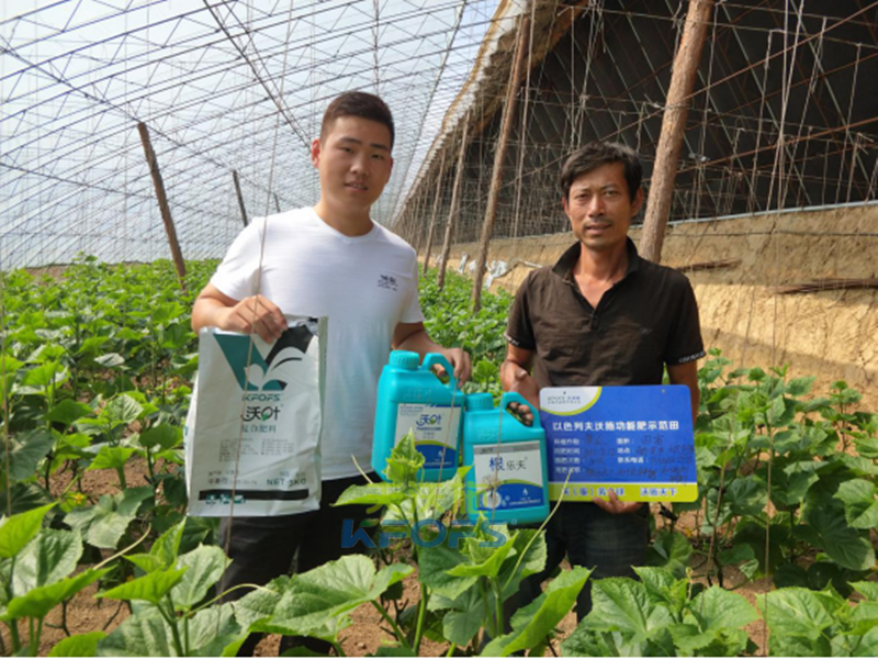 冬季溫室大棚黃瓜管理重點(diǎn)——養(yǎng)根壯秧！