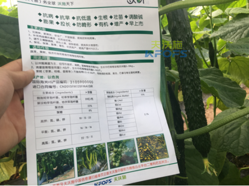 黃瓜沖施肥如何使用效果更好？