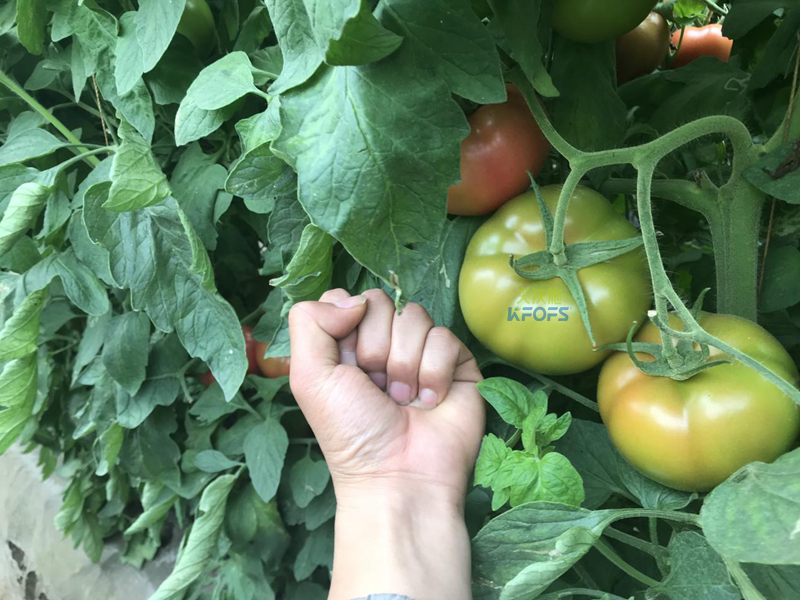 鈣肥的作用？