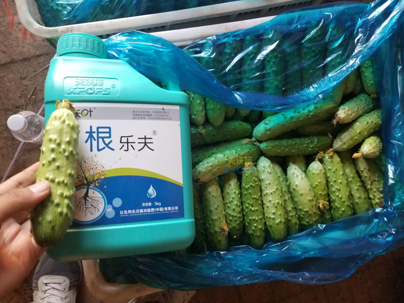 根系、土壤問(wèn)題如何解決？