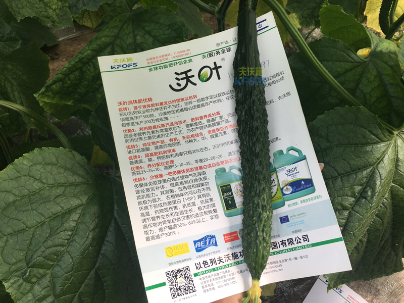 黃瓜的施肥時(shí)間及方法？