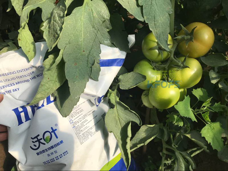 大棚西紅柿全程沃葉-包頭地區(qū)實例記錄