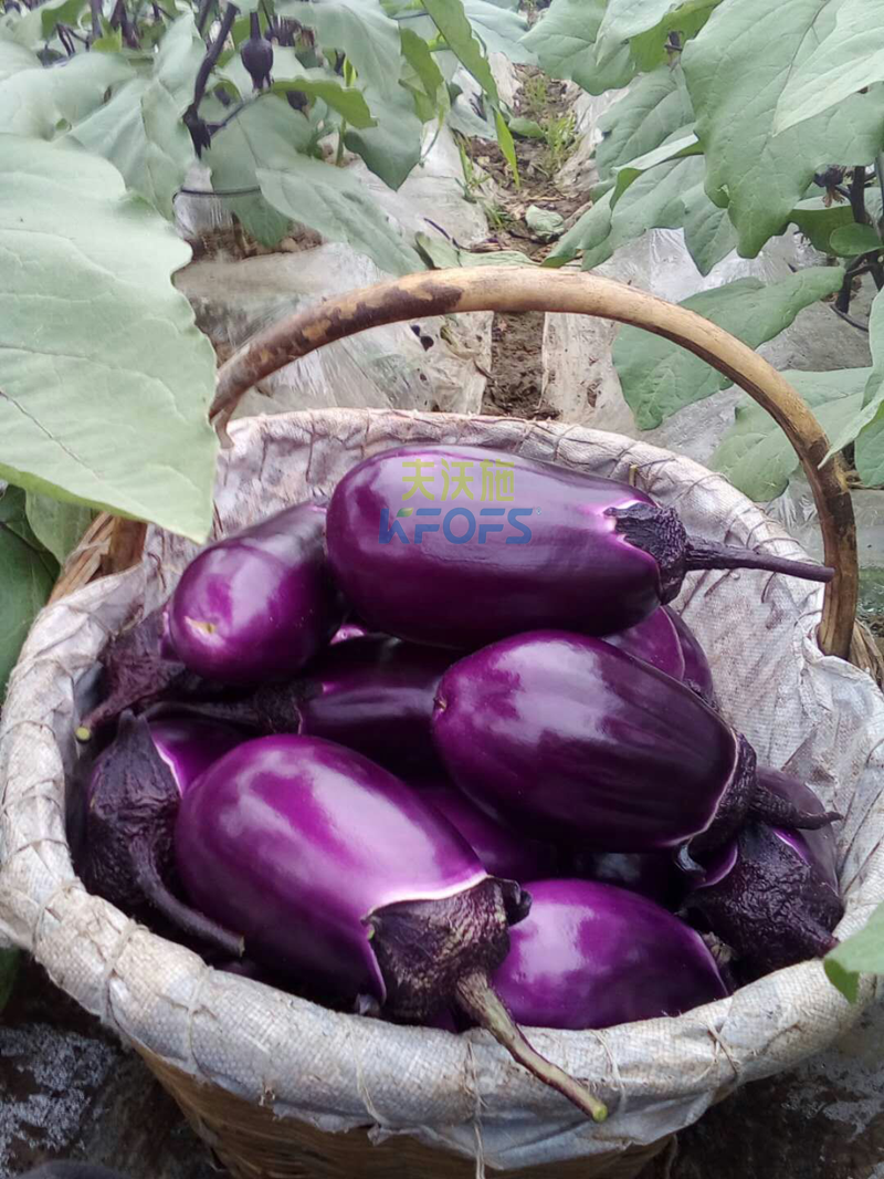 茄子用什么肥料好？