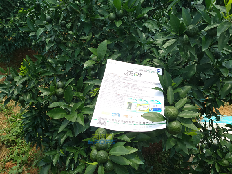 沖施肥哪個好？