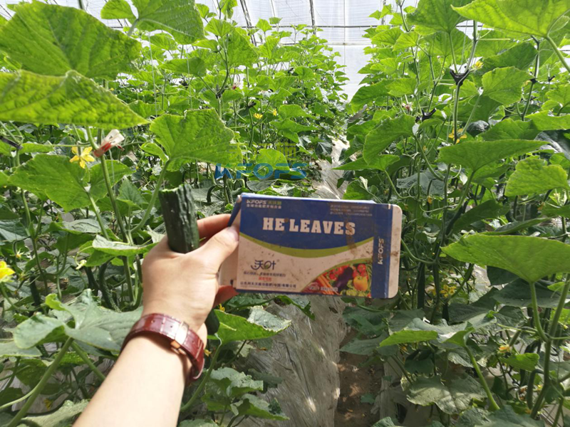 磷酸二氫鉀的作用！