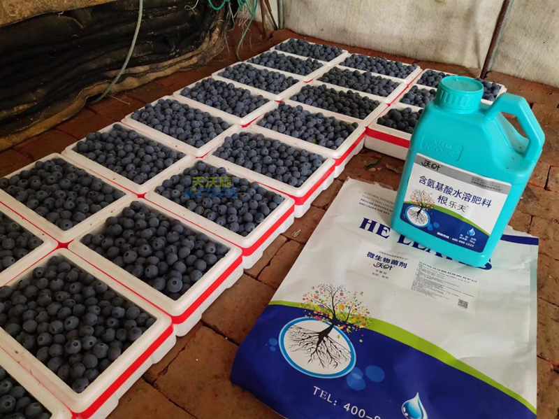 微生物菌劑，張總只認(rèn)準(zhǔn)沃葉的原因？