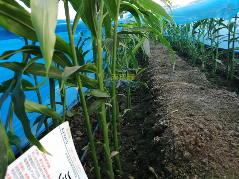 有機(jī)肥料的發(fā)展 有機(jī)肥料的發(fā)展