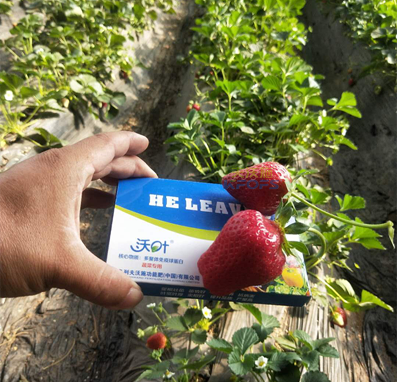 草莓如何施肥更高產(chǎn)