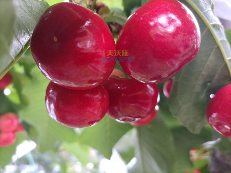 櫻桃用什么水溶肥？張大叔推薦沃葉