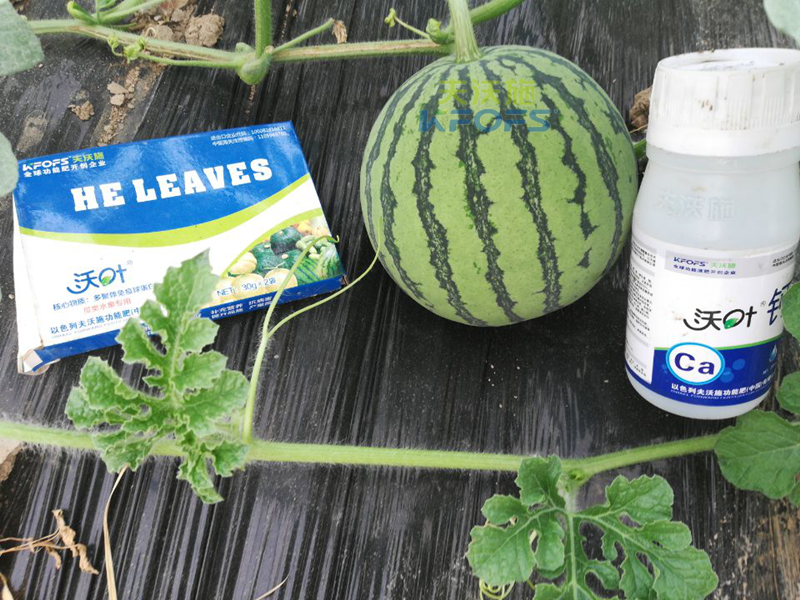 什么葉面肥好？