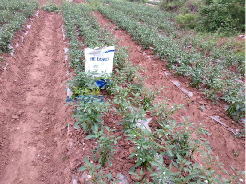 菌肥正確使用方法？