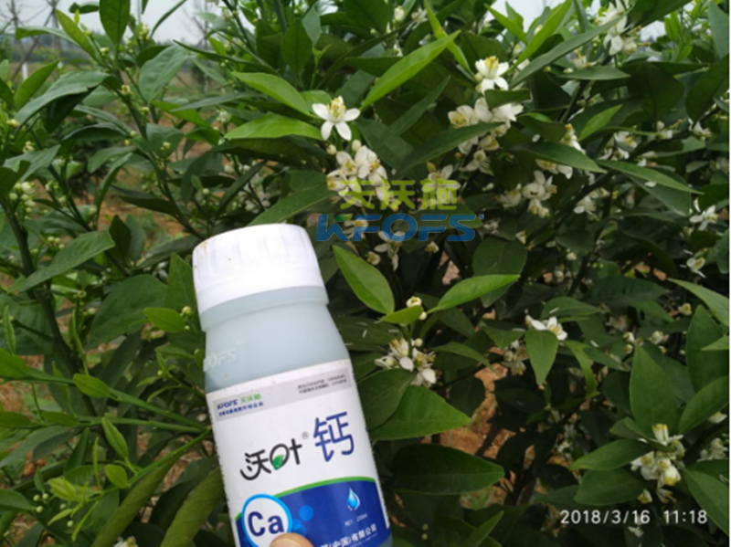 硼肥的作用！