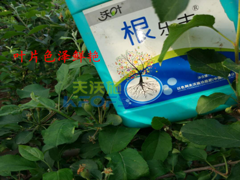 進(jìn)口沖施肥哪家好？