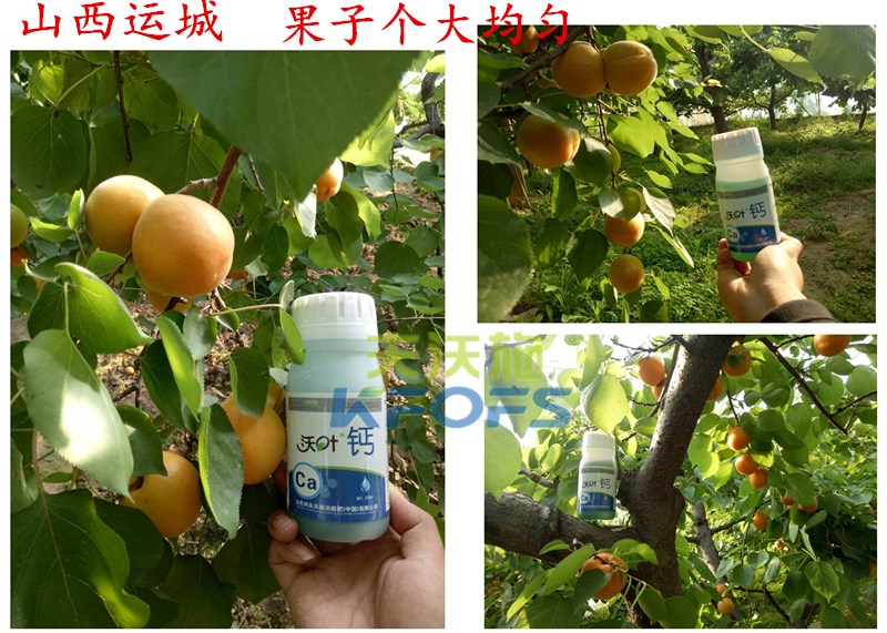 螯合鈣的用途！