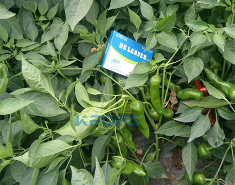 葉面肥噴施有哪些注意事項(xiàng)？