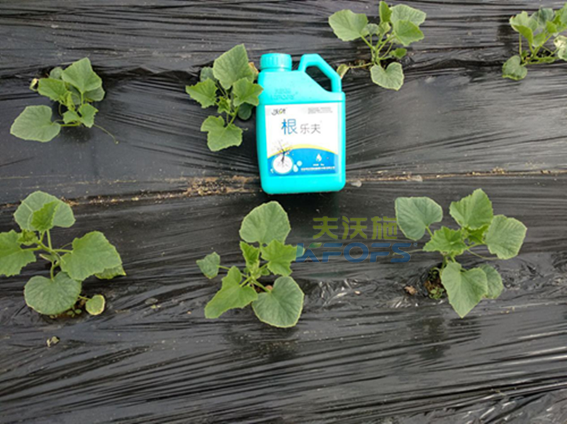什么生根劑好？