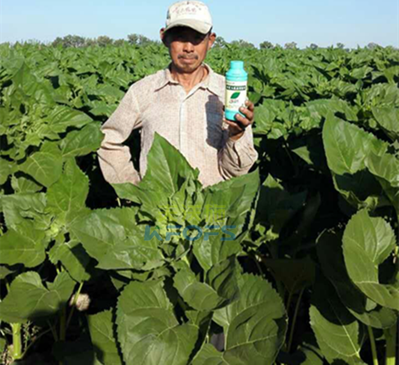 葉面肥的分類及注意事項(xiàng)有哪些？