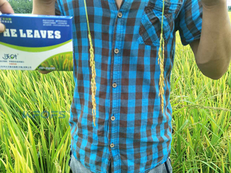 葉面肥噴施注意事項(xiàng)？