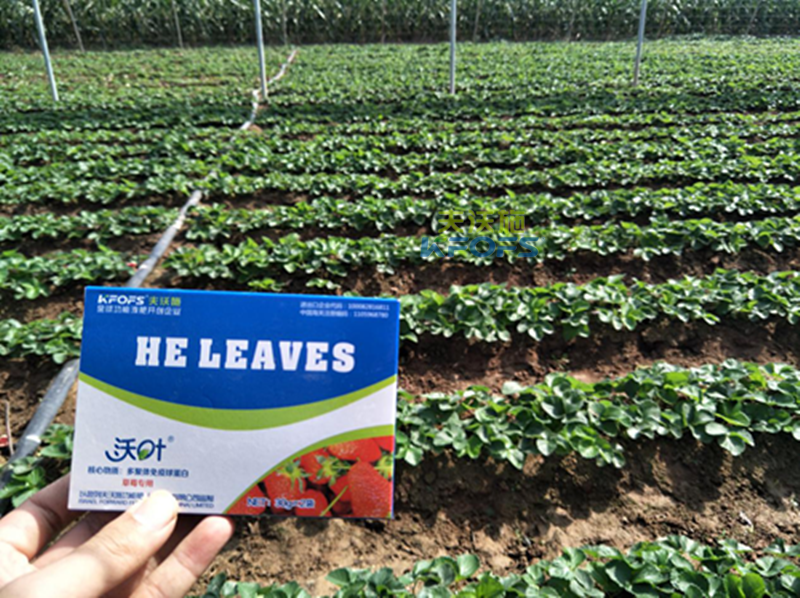 葉面肥有幾種類型? 葉面肥有幾種類型?