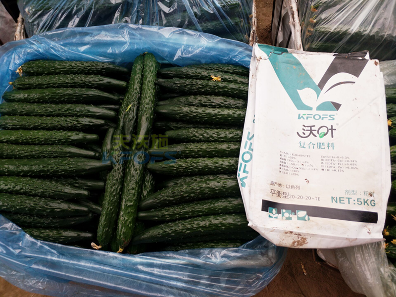 黃瓜用什么肥料產(chǎn)量高？