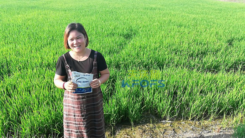 水稻用什么葉面肥好？