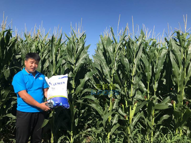 玉米高產(chǎn)施肥技術(shù) 玉米高產(chǎn)施肥技術(shù)