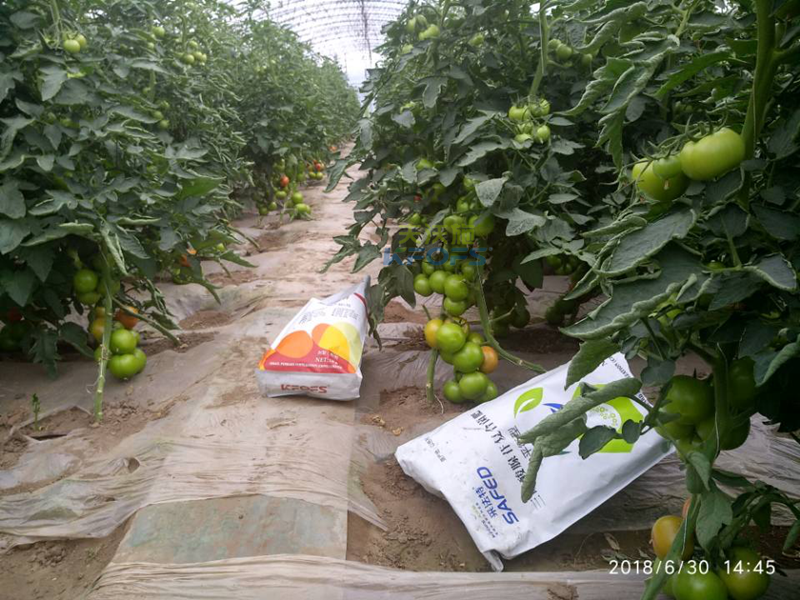 西紅柿上什么肥料好 西紅柿上什么肥料好