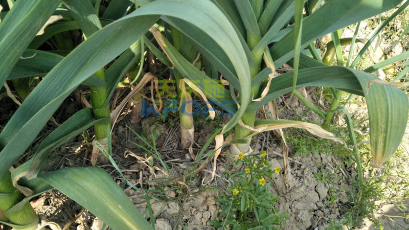 大蒜用什么肥料好 大蒜用什么肥料好