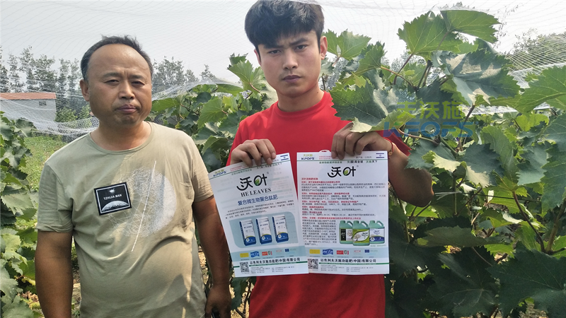 葡萄樹(shù)施什么肥好 葡萄樹(shù)施什么肥好