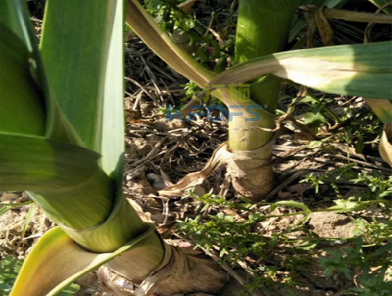 大蒜葉面肥使用方法？